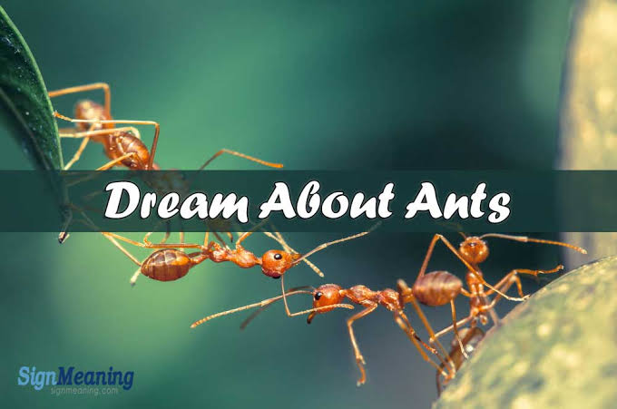 Seeing Ants In Dream